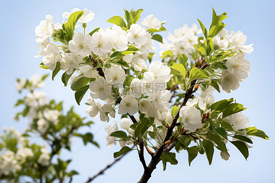 美丽绽放的樱花花朵图片