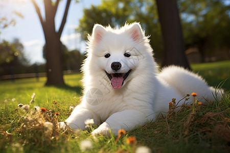 呆萌傻笑的萨摩耶犬背景图片