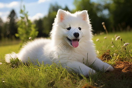 毛茸茸的萨摩耶犬图片