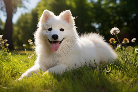 欢乐玩耍的萨摩耶犬图片