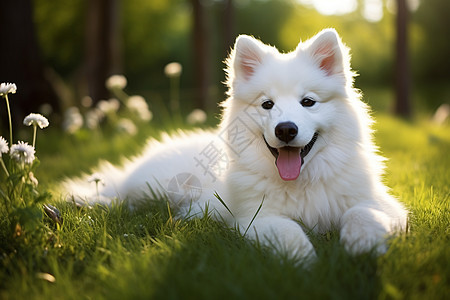 户外草地上玩耍的萨摩耶犬图片