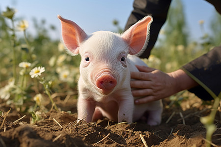 乡村农业养殖的猪崽图片