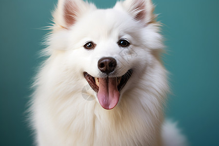 白色茸毛的狗狗图片
