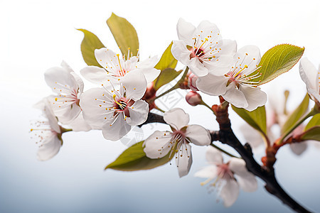 春日枝头的鲜花背景图片