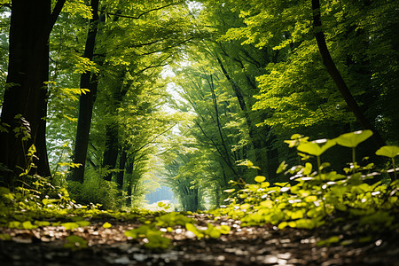 清新的夏日森林背景图片