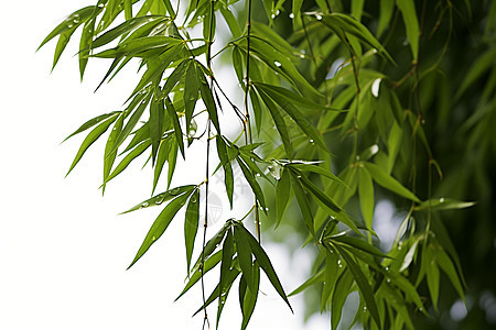 夏日清新的枝条背景图片