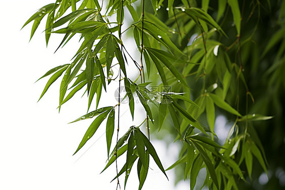 夏日清新的枝条图片