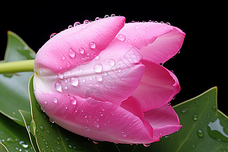 雨水冲刷的鲜花图片