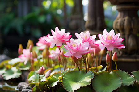 漂浮的粉色花朵图片