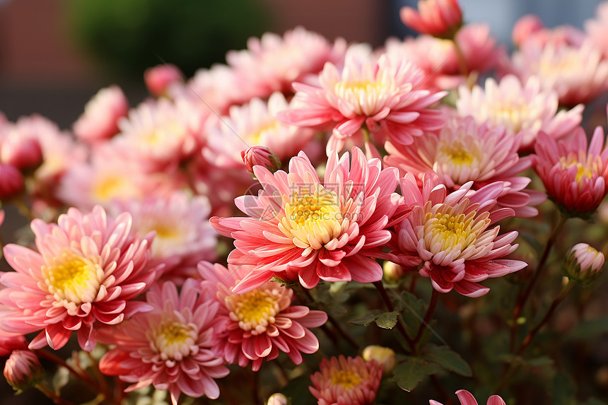 粉红色的菊花图片