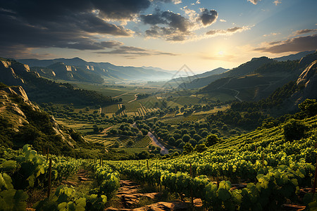 清晨山谷中的葡萄种植果园高清图片