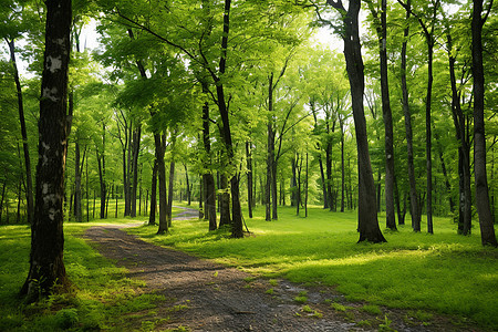 绿荫的森林小径背景图片