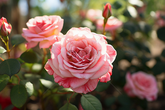 夏日花园中绽放的粉色玫瑰图片