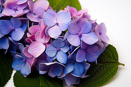 紫色的绣球花图片