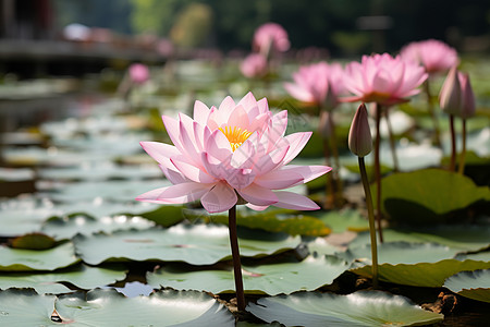 池塘里的莲花背景图片