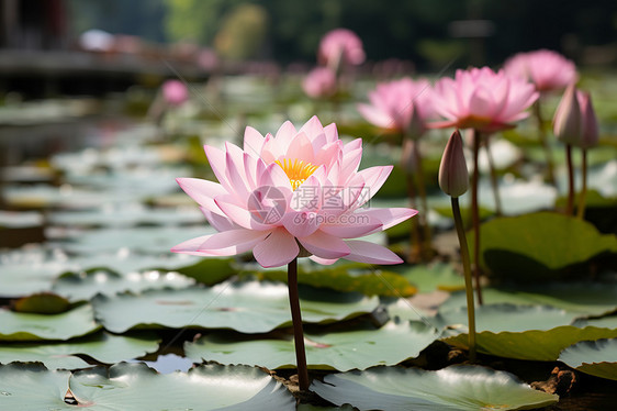 池塘里的莲花图片