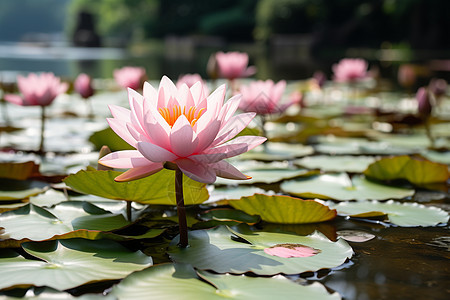 湖中粉色花朵图片