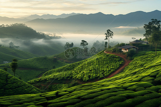 山坡上的茶园图片