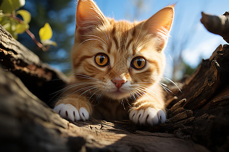 好奇心重的宠物猫咪图片