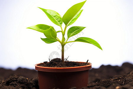 乡村农业种植的绿植盆栽图片