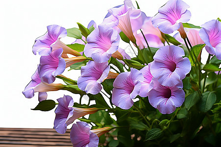 夏季花园中绽放的喇叭花花朵图片