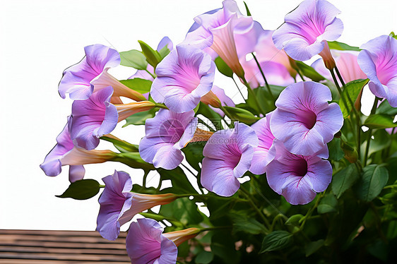 夏季花园中绽放的喇叭花花朵图片