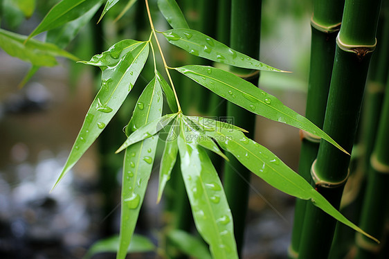 郁郁葱葱的丛林竹海景观图片