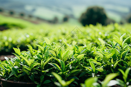 农业种植的茶田图片