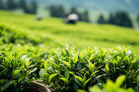 绿意盎然的农业茶田图片