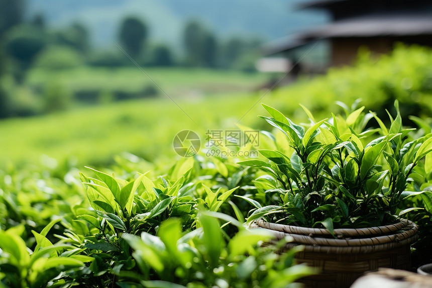 清新绿意的农业茶田图片