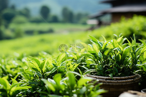 清新绿意的农业茶田图片