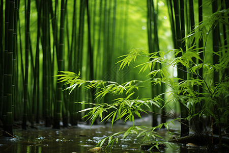 绿景郁郁葱葱的竹林意境背景