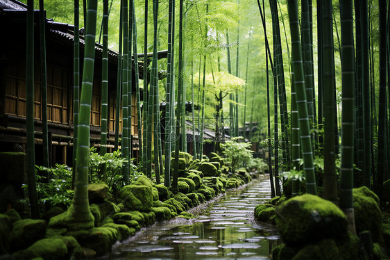 竹林小径的美丽景观图片