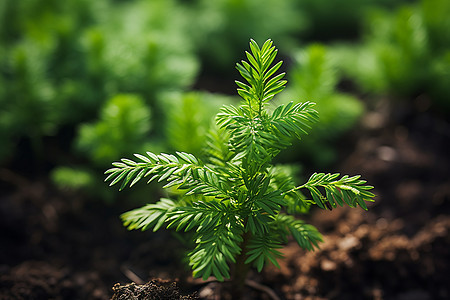 茁壮生长的绿植树木背景图片