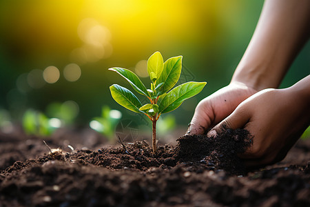 植树场景幼苗手叶子高清图片