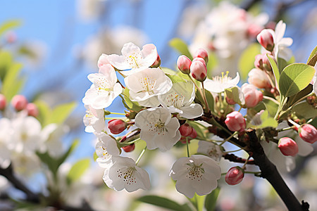 枝头上的白色梨花背景图片