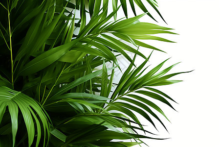 棕榈叶子背景图片