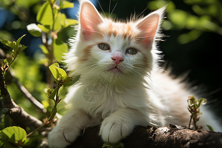 白色小猫背景图片