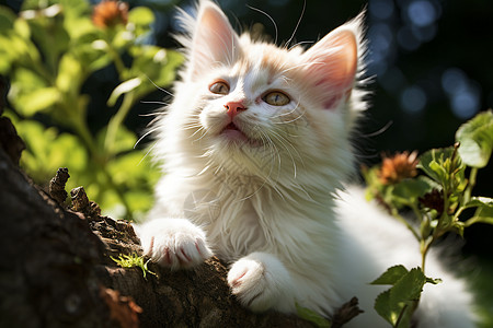 树上的白色小猫图片