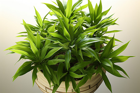绿色藤本植物图片