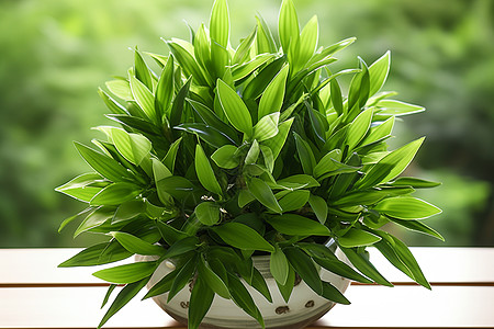 一株绿色藤本植物图片
