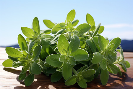 绿色香草植物高清图片