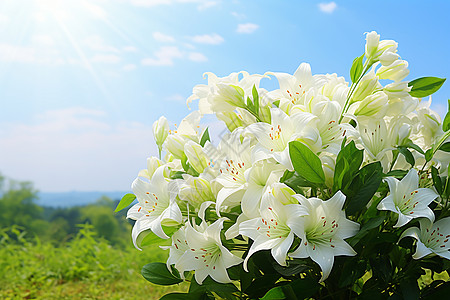 仿真清新百合花清新的百合花背景