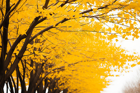 金黄的银杏树图片