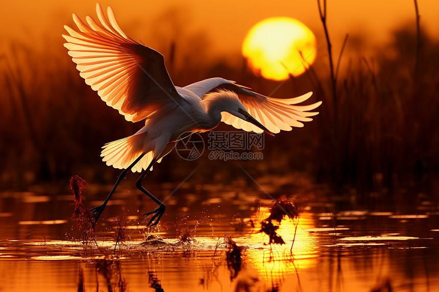 夕阳下展翅飞舞的鸟图片