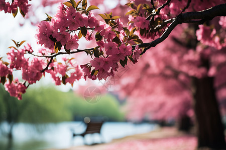 河畔的樱花图片
