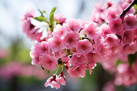 樱花绽放的美丽背景图片