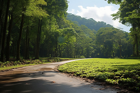 森林公园中的路径背景图片