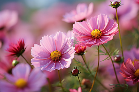 田野中绽放的粉色花朵图片