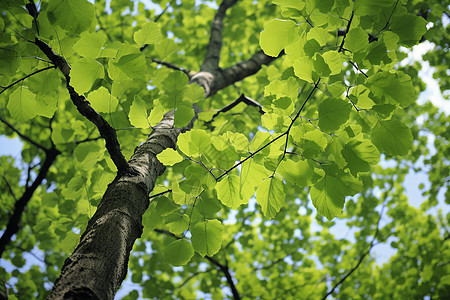 树木上的绿色枝叶图片
